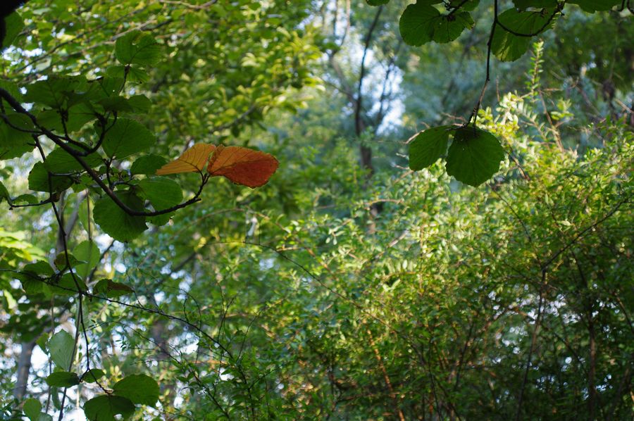 c0187503_21504725.jpg