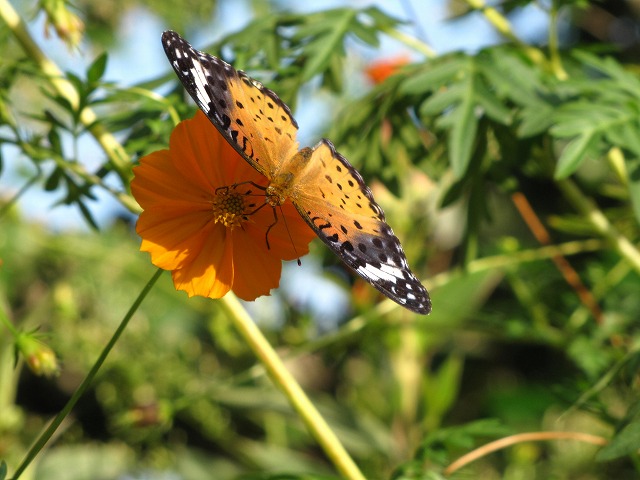 d0037110_20485523.jpg