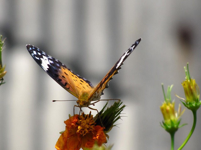 d0037110_2051927.jpg
