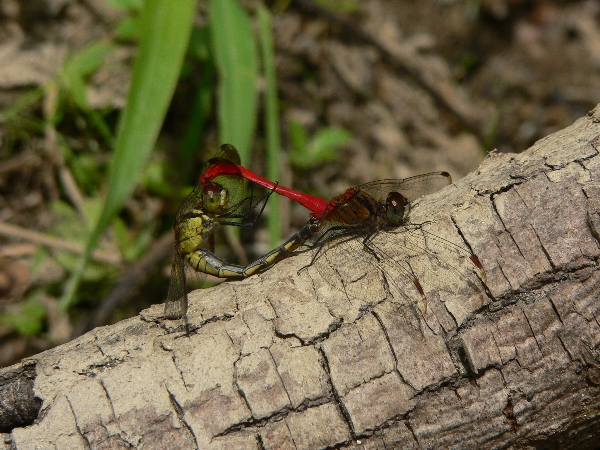 e0002314_2224467.jpg