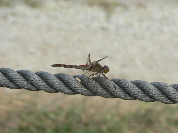 e0002314_223033.jpg