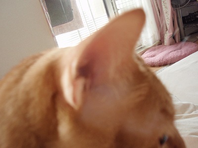 c0145016_1331031.jpg