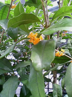 c0145016_133582.jpg