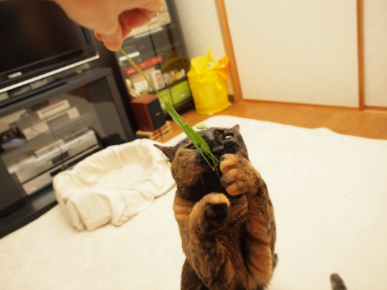c0136217_7251890.jpg
