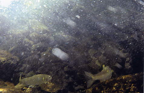 e0190619_22215325.jpg