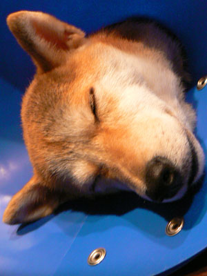 e0148120_8261376.jpg