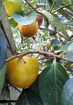 f0161834_2112055.jpg