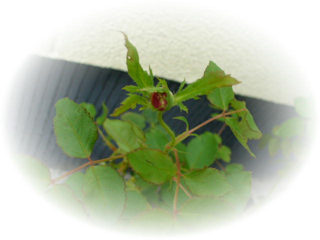 f0074659_2344517.jpg