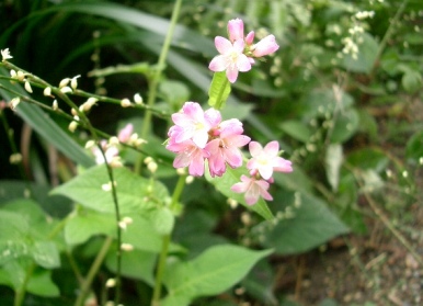 c0186463_18152288.jpg
