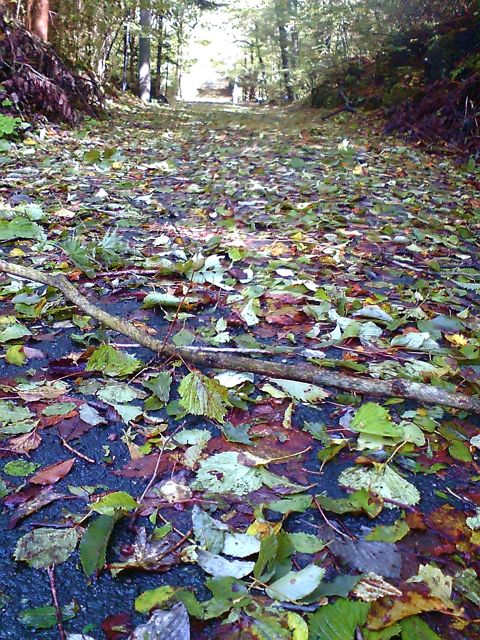 c0082573_156304.jpg