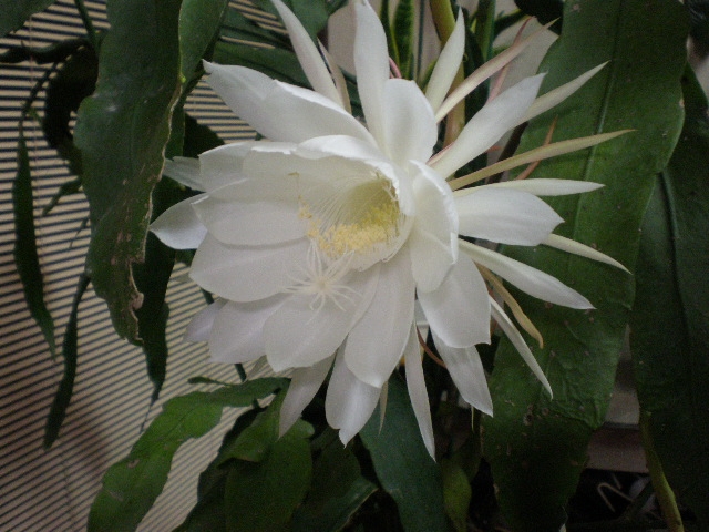 e0077875_10495525.jpg