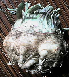 f0039281_12301679.jpg