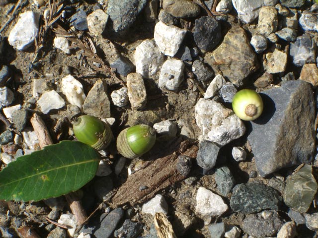 e0023183_1573052.jpg