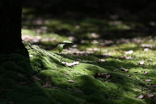 e0190885_20165570.jpg