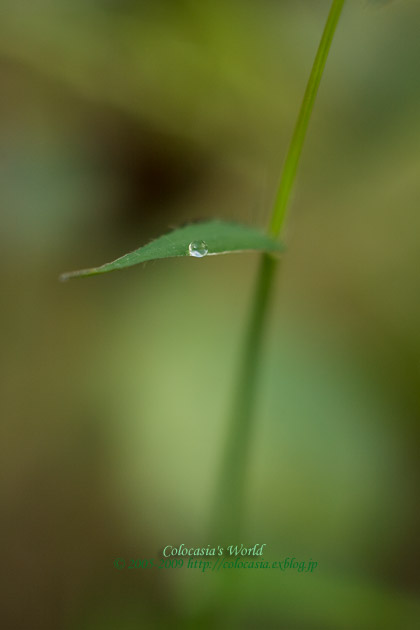 e0089532_646948.jpg