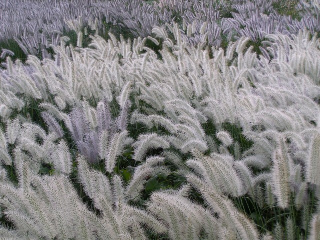 f0043750_10404857.jpg