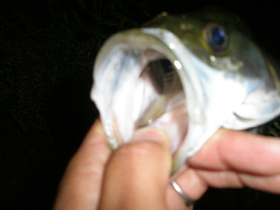 f0150151_2041410.jpg