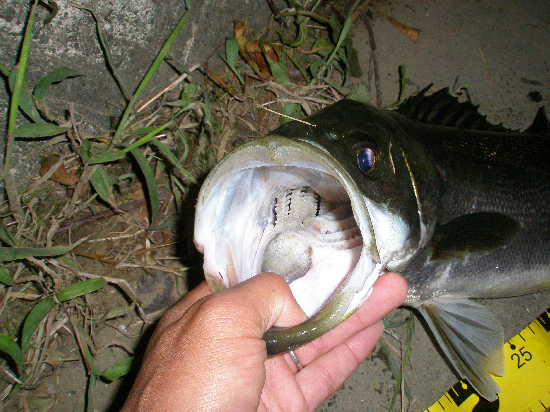 f0150151_206280.jpg