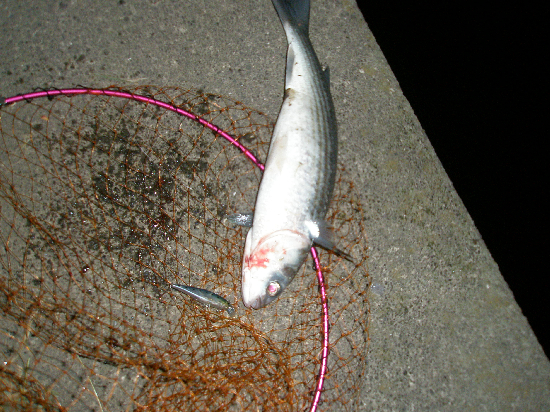 f0150151_2062889.jpg