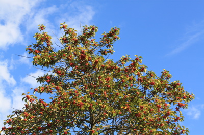 c0153259_2124840.jpg