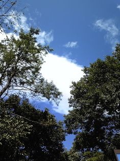 c0000461_112021.jpg