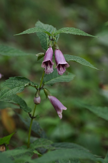 e0054067_20502639.jpg