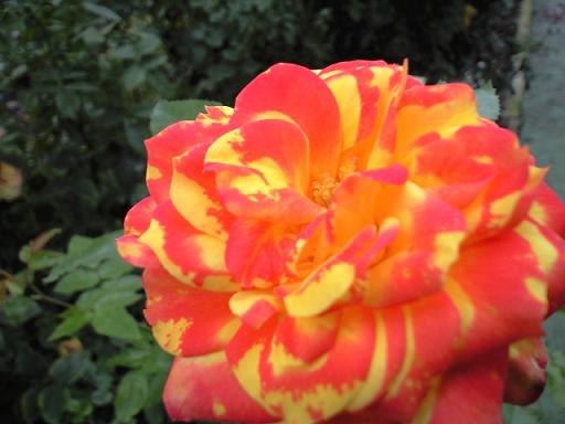 c0046587_19204481.jpg