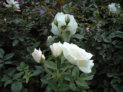 c0046587_1920717.jpg