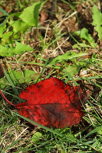 e0117503_14171189.jpg