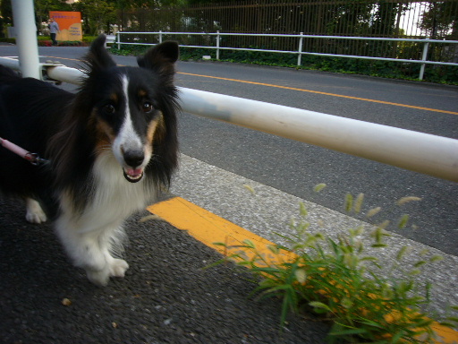 e0130008_21532569.jpg