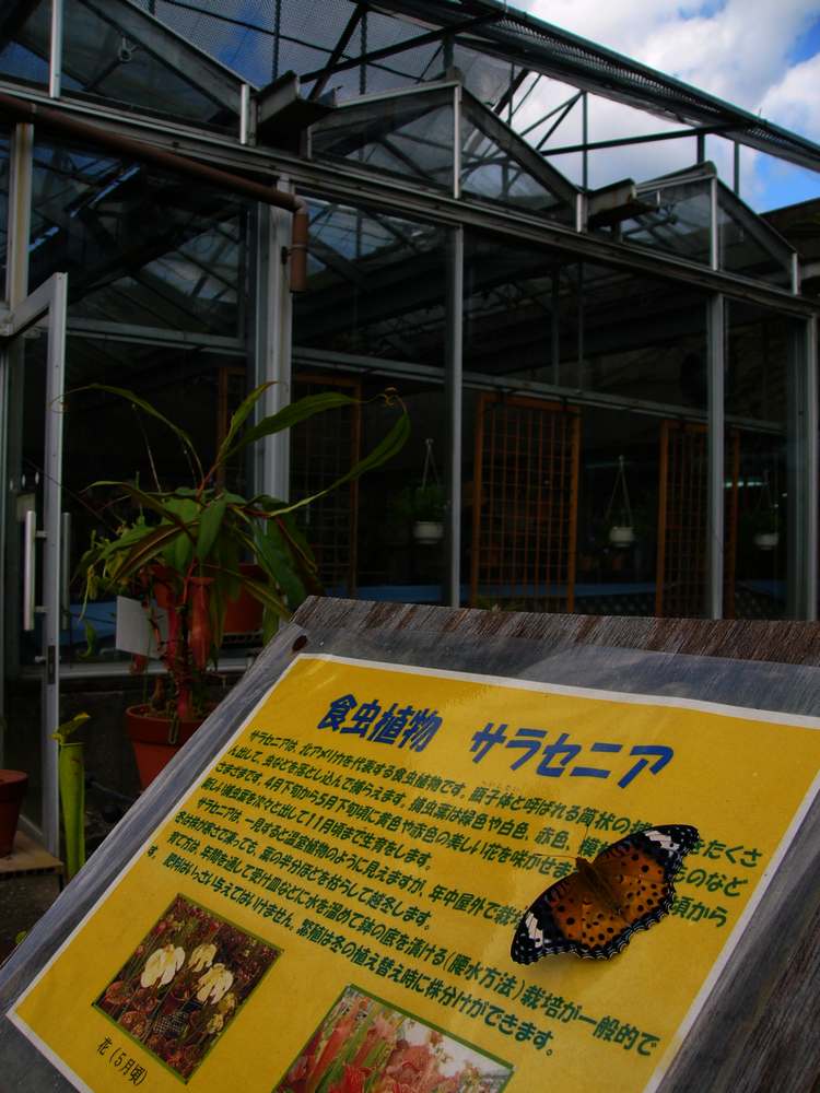 c0062511_108358.jpg