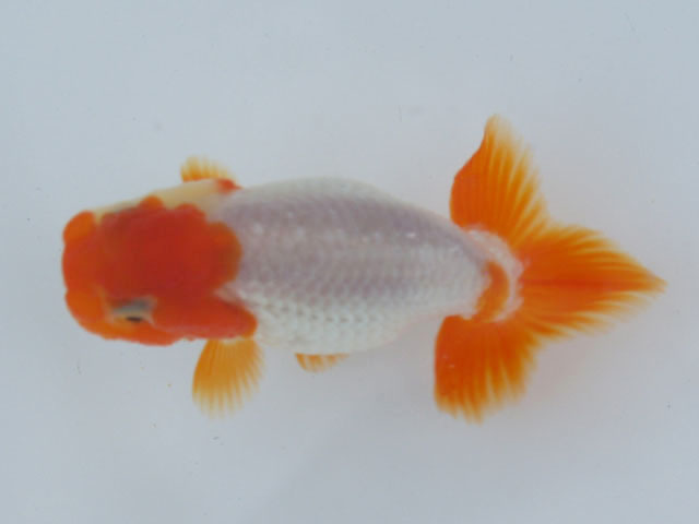 c0162817_1095684.jpg