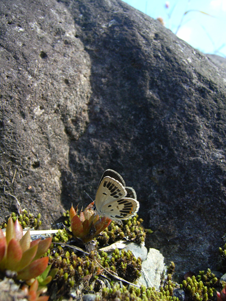 d0054625_12451142.jpg