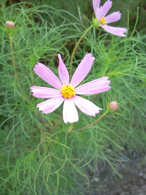 d0077029_80831.jpg