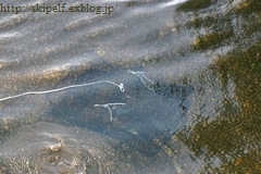 c0134734_2254520.jpg