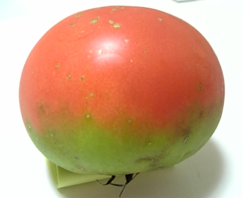 e0150849_2145416.jpg