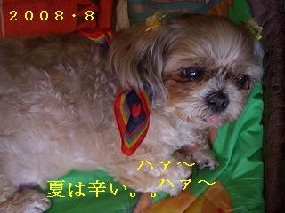 a0137263_0271612.jpg