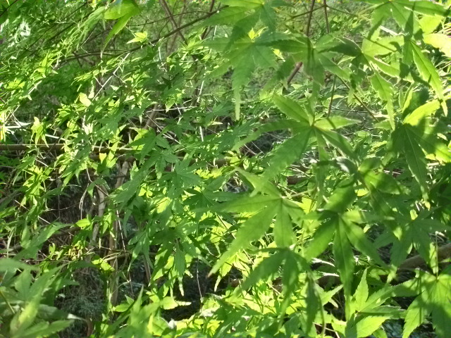c0138868_14581271.jpg