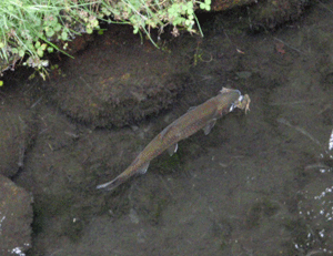 e0148077_1432621.gif