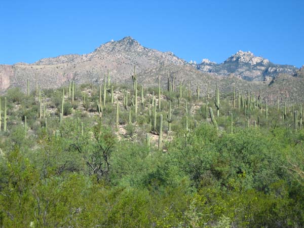 c0026482_5443699.jpg
