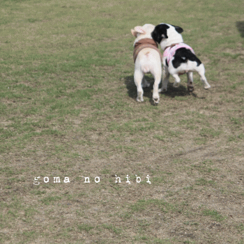 b0180085_1717941.gif