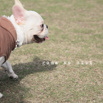 b0180085_17204321.gif