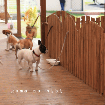 b0180085_17323312.gif