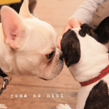 b0180085_1736198.gif