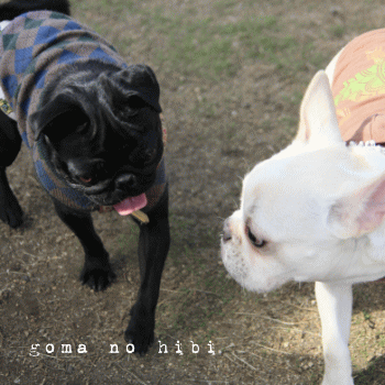 b0180085_1762571.gif