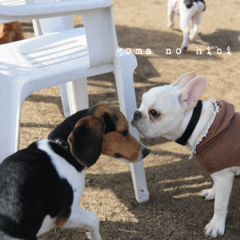 b0180085_1765614.gif