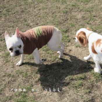 b0180085_178171.gif