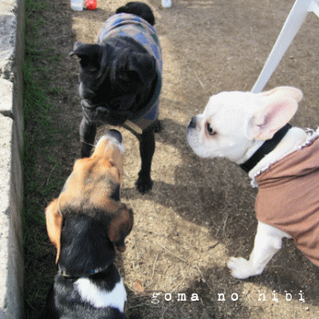 b0180085_1783325.gif
