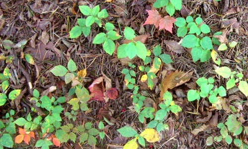 b0099994_1033053.jpg