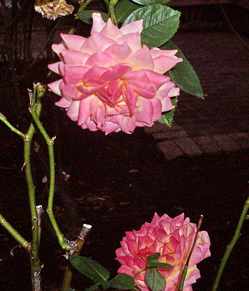 c0138198_1351543.jpg